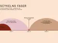 Grafisk illustration av menscykelns faser: mens, follikelfas, ägglossning och lutealfas.