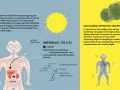 D-vitamin från solljus omvandlas i huden och sedan i lever och njurar. D-vitamin är viktigt för kalciumupptaget.