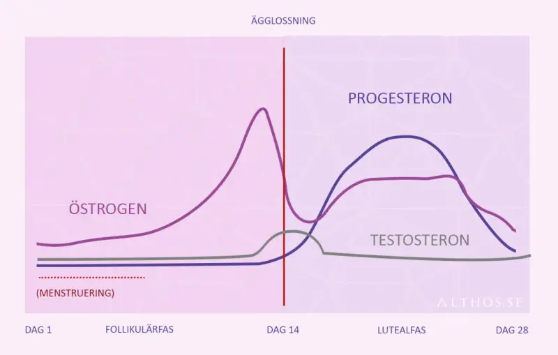 Graf över hormonnivåer under menstruationscykeln. Lågt progesteron kan ge symptom vid klimakteriet.